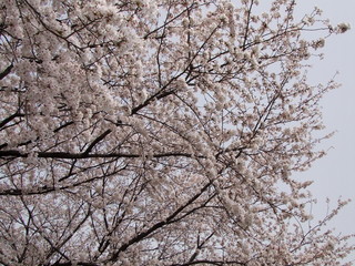 サクラ　桜　さくら　桜の花　サクラの花　さくらの花