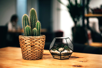 Florarium with succulents and cactus on wooden background. Home interior details.