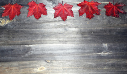 autumn forest with maple trees on wooden background
