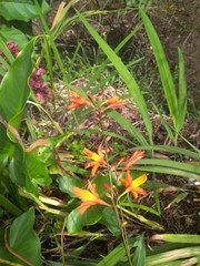 yellow flowers in the garden