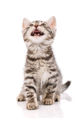 A small playful, striped gray kitten looking up with an open mouth