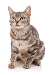 Adult striped cat with green eyes on a white