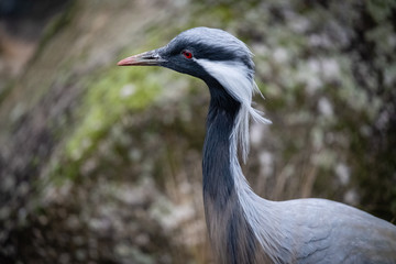Grue cendrée