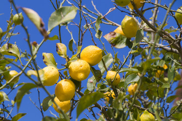 Lemons in a lemon tree