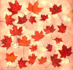 autumn background forest with maple trees and sunny beams