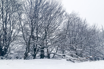 Snowy trees in a cold winter day