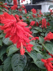 red flowers in the garden
