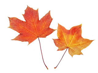 maple leave isolated on white background
