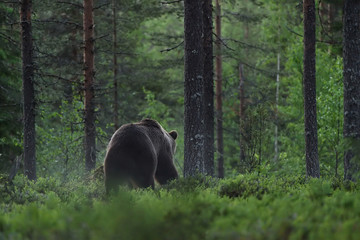 brown bear leaving the forest