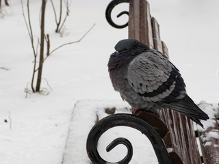 Pigeons sit in the snow in winter. The birds were cold and hungry.