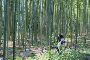 Bamboo harvest