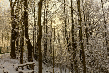 Majestic winter landscape glowing by sunlight in the morning. Clear blue sky. Dramatic and picturesque wintry scene. Frosted trees against a blue sky
