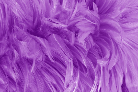 Beautiful purple bird feathers pattern texture background.