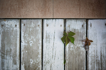 Wooden white background of boards, aged peeling paint. Texture wooden wall with leaves from crevices
