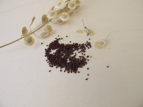 Edible brown-black seeds from field pennycress and stemps with winged pods 