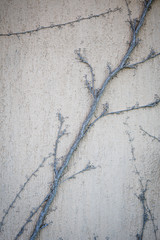 Texture of a vine on a light stone wall. Wild grapes grow on the wall of a house in Bulgaria