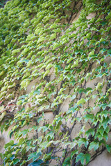 Texture of a vine on a light stone wall. Wild grapes grow on the wall of a house in Bulgaria