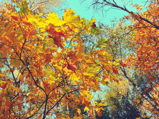 autumn background forest with oak trees and sunny beams
