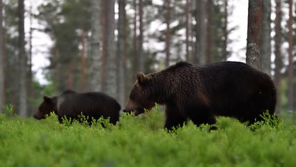 two bears walking in a forest