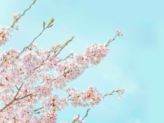Cherry Blossoms 1636