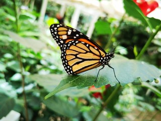 Schmetterling