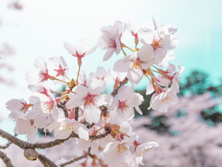 Cherry Blossoms 1662