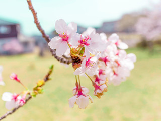 Cherry Blossoms 1663