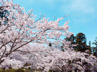 Cherry Blossoms 1665