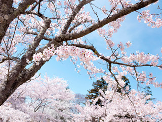 Cherry Blossoms 1666