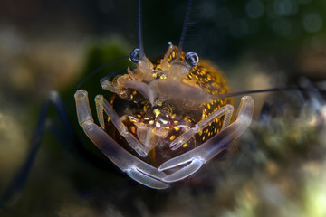 Underwater scenic image of Spotted Bumblebee Shrimp... Canakkale Turkey