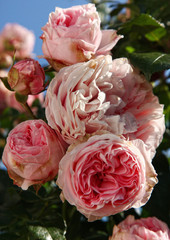 Fototapete bei efototapeten.de bestellen   