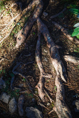 Natural texture of the roots on the ground. The thick interlacing of roots in the dark earth, eco background
