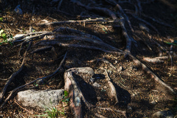 Natural texture of the roots on the ground. The thick interlacing of roots in the dark earth, eco background