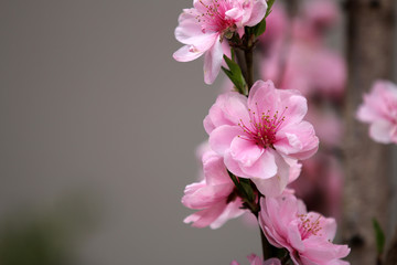 Fototapeta na wymiar 桜　八重桜　満開の桜　満開の八重桜　サクラの花　桜の花