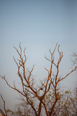Trees in season without leaves on a dark sky background