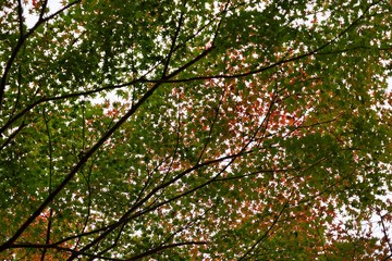 Fototapeta premium 紅葉