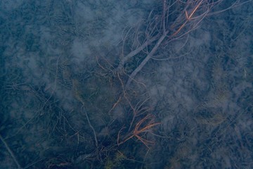 湖底の朽木