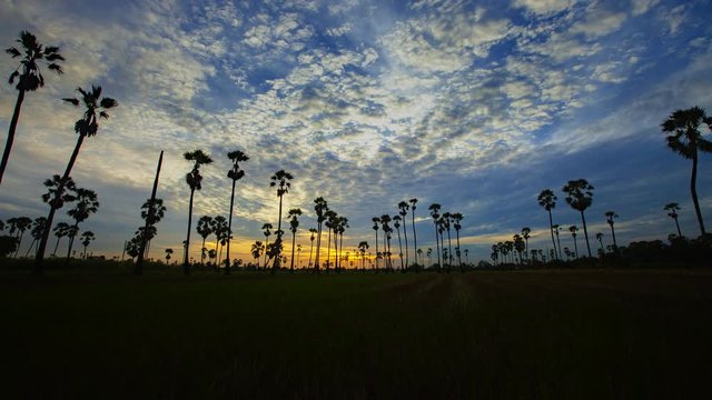 4K Time lapse "Dong Tan" in Rice field, Pathum Thani Province Thailand.