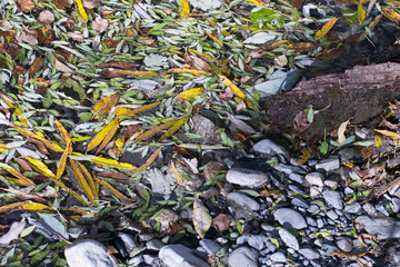 The surface of the river covered with fallen leaves