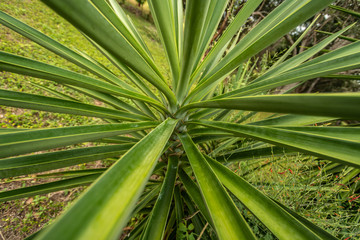 green henequen leaves