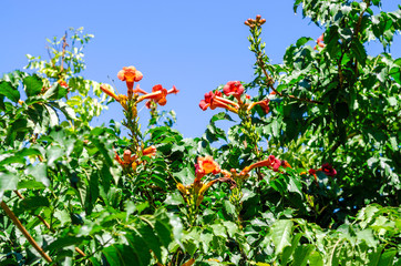 Red campsite flowers against the blue sky