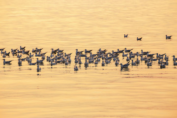 Seagulls floating on the sea surface