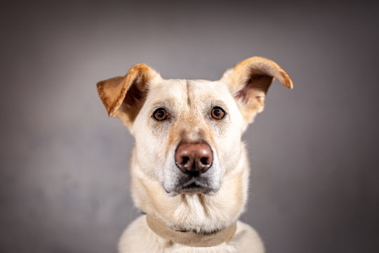stock photography mongrel labrador dog