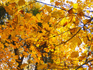 autumn background forest with maple trees and sunny beams