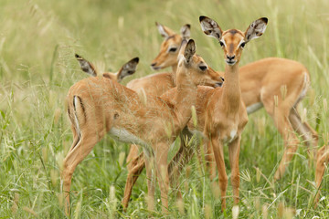 Creche heard of inquisitive impalas