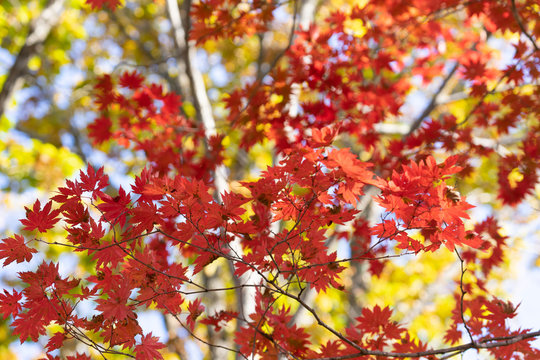 Autumnal ornament, red leaves of maple