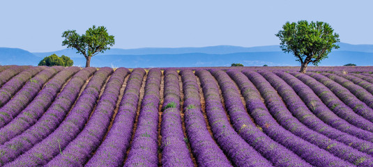 Picturesque lavender field against the backdrop of mountains in the distance. France. Provence....