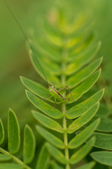 green leaf with tiny grasshopper
