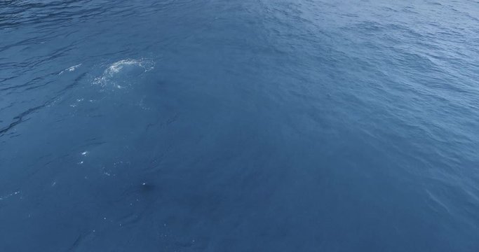 Drone camera shoots a gray whale in the shallow ocean (Ruby Beach, Olympic National Park, Washington, USA)