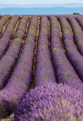 Naklejka premium Picturesque lavender field. France. Provence. Plateau Valensole.
